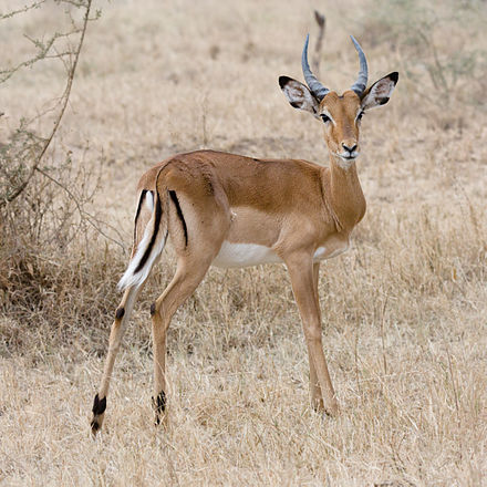 440px-Serengeti_Impala3