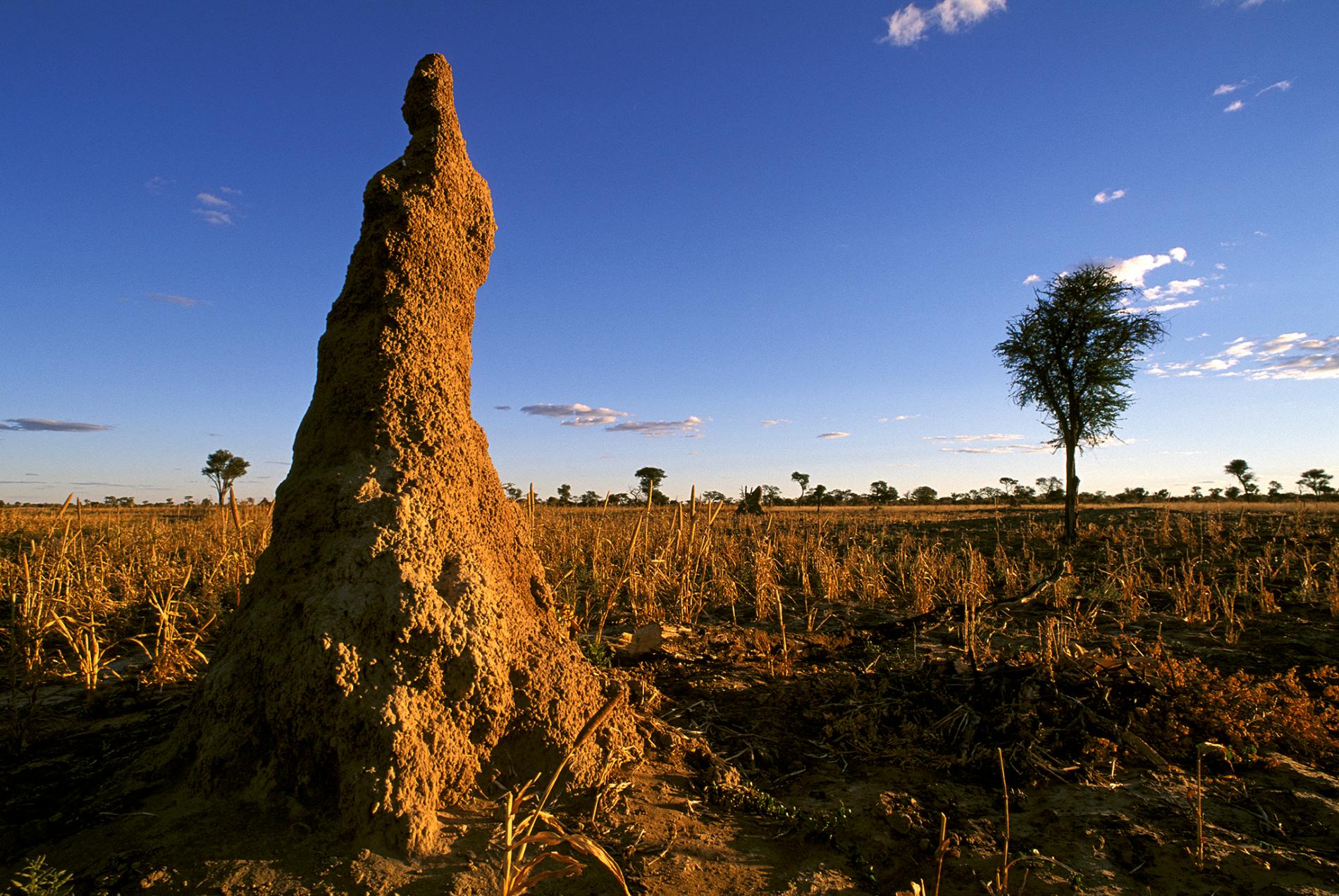 Termite Hill